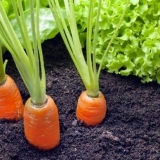 Kada saditi šargarepu u sibiru